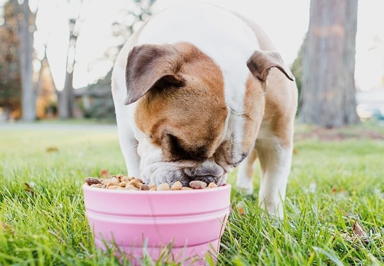 Adragna Breeder Professional